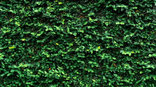 How to Make a Backdrop Stand Greenery: DIY Boxwood Backdrop