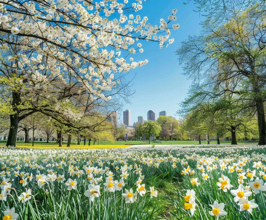 A park with blooming white and yellow flowers in the foreground, various trees with green and white blossoms, and city buildings visible in the background under a clear blue sky creates stunning photo opportunities is beautifully captured using the Spring Scenery Garden Blossom Flowers Backdrop-ideasbackdrop from ideasbackdrop.