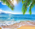 Sunny beach scene with gentle waves on golden sand, clear blue water, and palm leaves hanging overhead. Capture the seaside serenity of this Summer Hawaii Palm Trees Aloha Beach Backdrop -ideasbackdrop from ideasbackdrop with distant land visible on the horizon under a clear blue sky—ideal for professional shoots.